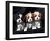 Three Cavalier King Charles Spaniel Puppies Sitting in a Row with Black Background-Zandria Muench Beraldo-Framed Photographic Print