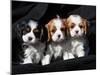 Three Cavalier King Charles Spaniel Puppies Sitting in a Row with Black Background-Zandria Muench Beraldo-Mounted Photographic Print