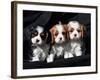 Three Cavalier King Charles Spaniel Puppies Sitting in a Row with Black Background-Zandria Muench Beraldo-Framed Photographic Print