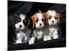 Three Cavalier King Charles Spaniel Puppies Sitting in a Row with Black Background-Zandria Muench Beraldo-Mounted Photographic Print