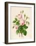 Three Centifolia Roses with Buds-Caroline Adrien-Framed Giclee Print