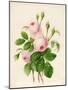 Three Centifolia Roses with Buds-Caroline Adrien-Mounted Giclee Print
