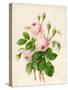 Three Centifolia Roses with Buds-Caroline Adrien-Stretched Canvas