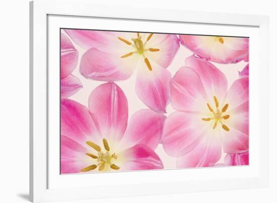 Three Cerise Pink Tulips-Cora Niele-Framed Photographic Print