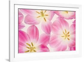 Three Cerise Pink Tulips-Cora Niele-Framed Photographic Print