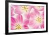 Three Cerise Pink Tulips-Cora Niele-Framed Photographic Print