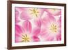 Three Cerise Pink Tulips-Cora Niele-Framed Photographic Print