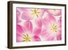 Three Cerise Pink Tulips-Cora Niele-Framed Photographic Print