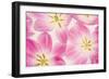 Three Cerise Pink Tulips-Cora Niele-Framed Photographic Print