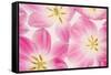 Three Cerise Pink Tulips-Cora Niele-Framed Stretched Canvas