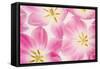 Three Cerise Pink Tulips-Cora Niele-Framed Stretched Canvas