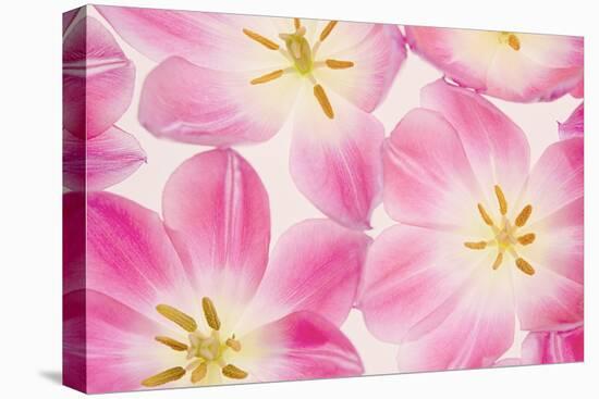 Three Cerise Pink Tulips-Cora Niele-Stretched Canvas