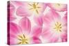 Three Cerise Pink Tulips-Cora Niele-Stretched Canvas