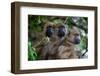 Three chacma baboonssitting in a tree in Chobe National Park. Botswana.-Sergio Pitamitz-Framed Photographic Print