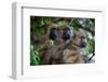 Three chacma baboonssitting in a tree in Chobe National Park. Botswana.-Sergio Pitamitz-Framed Photographic Print