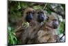 Three chacma baboonssitting in a tree in Chobe National Park. Botswana.-Sergio Pitamitz-Mounted Photographic Print