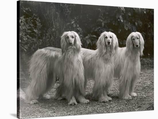 Three Champion Afghans Standing Together-Thomas Fall-Stretched Canvas