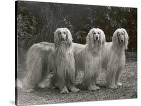 Three Champion Afghans Standing Together-Thomas Fall-Stretched Canvas