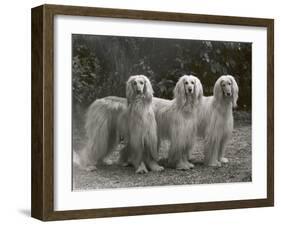 Three Champion Afghans Standing Together-Thomas Fall-Framed Photographic Print