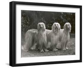 Three Champion Afghans Standing Together-Thomas Fall-Framed Photographic Print