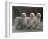 Three Champion Afghans Standing Together-Thomas Fall-Framed Photographic Print