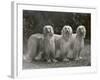 Three Champion Afghans Standing Together-Thomas Fall-Framed Photographic Print