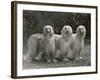 Three Champion Afghans Standing Together-Thomas Fall-Framed Photographic Print