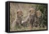 Three Cheetah (Acinonyx Jubatus) Cubs About a Month Old-James Hager-Framed Stretched Canvas