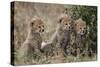 Three Cheetah (Acinonyx Jubatus) Cubs About a Month Old-James Hager-Stretched Canvas