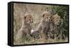 Three Cheetah (Acinonyx Jubatus) Cubs About a Month Old-James Hager-Framed Stretched Canvas