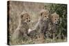 Three Cheetah (Acinonyx Jubatus) Cubs About a Month Old-James Hager-Stretched Canvas
