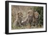 Three Cheetah (Acinonyx Jubatus) Cubs About a Month Old-James Hager-Framed Photographic Print