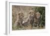 Three Cheetah (Acinonyx Jubatus) Cubs About a Month Old-James Hager-Framed Photographic Print