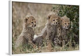 Three Cheetah (Acinonyx Jubatus) Cubs About a Month Old-James Hager-Framed Photographic Print