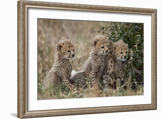 Three Cheetah (Acinonyx Jubatus) Cubs About a Month Old-James Hager-Framed Photographic Print