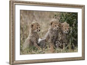Three Cheetah (Acinonyx Jubatus) Cubs About a Month Old-James Hager-Framed Photographic Print