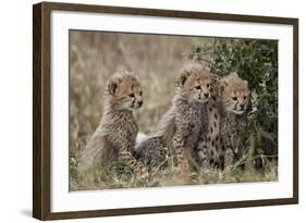 Three Cheetah (Acinonyx Jubatus) Cubs About a Month Old-James Hager-Framed Photographic Print