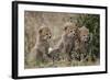 Three Cheetah (Acinonyx Jubatus) Cubs About a Month Old-James Hager-Framed Photographic Print