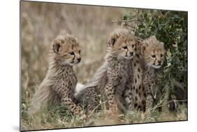 Three Cheetah (Acinonyx Jubatus) Cubs About a Month Old-James Hager-Mounted Photographic Print