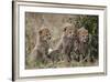 Three Cheetah (Acinonyx Jubatus) Cubs About a Month Old-James Hager-Framed Photographic Print
