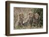 Three Cheetah (Acinonyx Jubatus) Cubs About a Month Old-James Hager-Framed Photographic Print