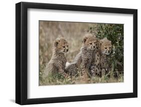 Three Cheetah (Acinonyx Jubatus) Cubs About a Month Old-James Hager-Framed Photographic Print