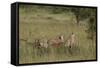 Three Cheetah (Acinonyx Jubatus), Serengeti National Park, Tanzania, East Africa, Africa-James Hager-Framed Stretched Canvas