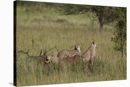 Three Cheetah (Acinonyx Jubatus), Serengeti National Park, Tanzania, East Africa, Africa-James Hager-Stretched Canvas