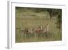 Three Cheetah (Acinonyx Jubatus), Serengeti National Park, Tanzania, East Africa, Africa-James Hager-Framed Photographic Print