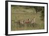 Three Cheetah (Acinonyx Jubatus), Serengeti National Park, Tanzania, East Africa, Africa-James Hager-Framed Photographic Print