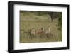 Three Cheetah (Acinonyx Jubatus), Serengeti National Park, Tanzania, East Africa, Africa-James Hager-Framed Photographic Print