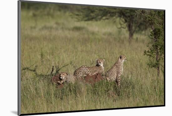 Three Cheetah (Acinonyx Jubatus), Serengeti National Park, Tanzania, East Africa, Africa-James Hager-Mounted Photographic Print