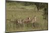 Three Cheetah (Acinonyx Jubatus), Serengeti National Park, Tanzania, East Africa, Africa-James Hager-Mounted Photographic Print