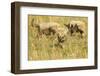 Three Cheetah Cubs Playing in the Grass in the Masai Mara-Joe McDonald-Framed Photographic Print